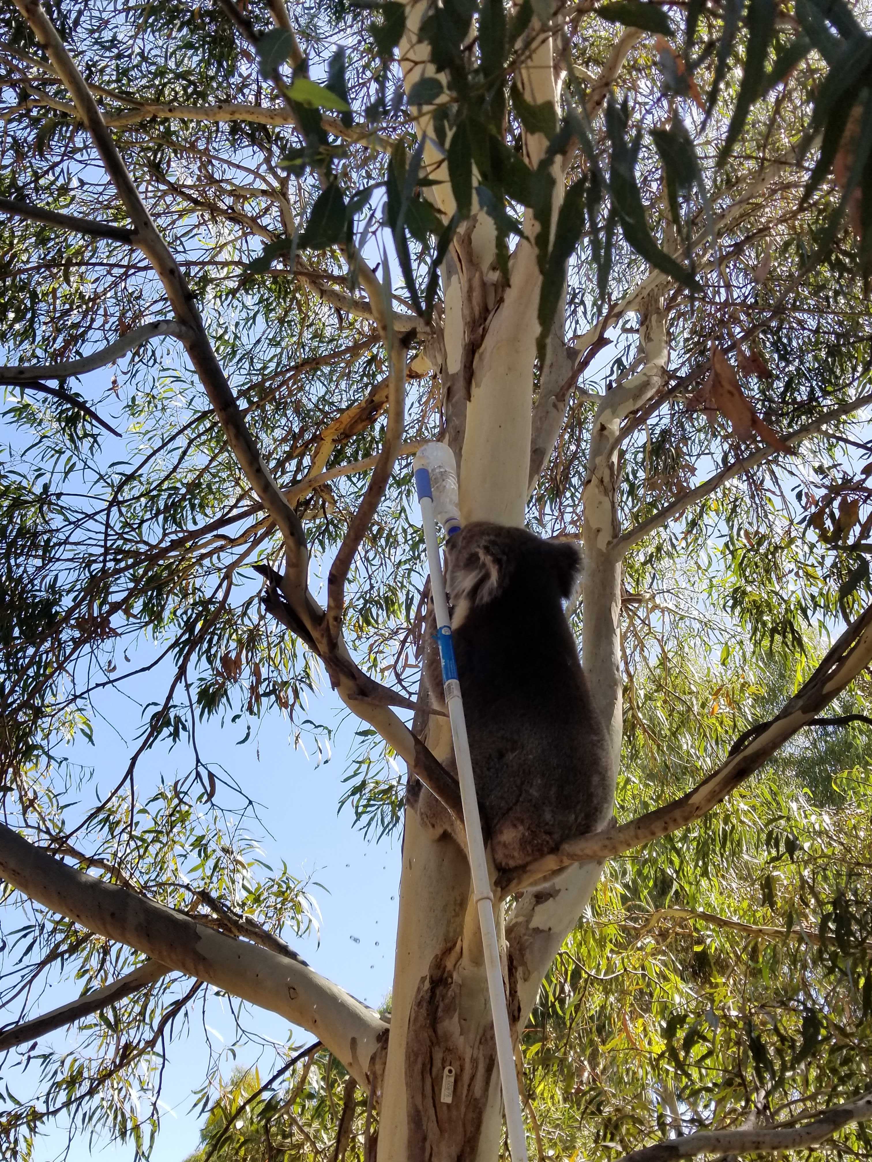 A koala at the Waite campus drinking water during a heatwave.